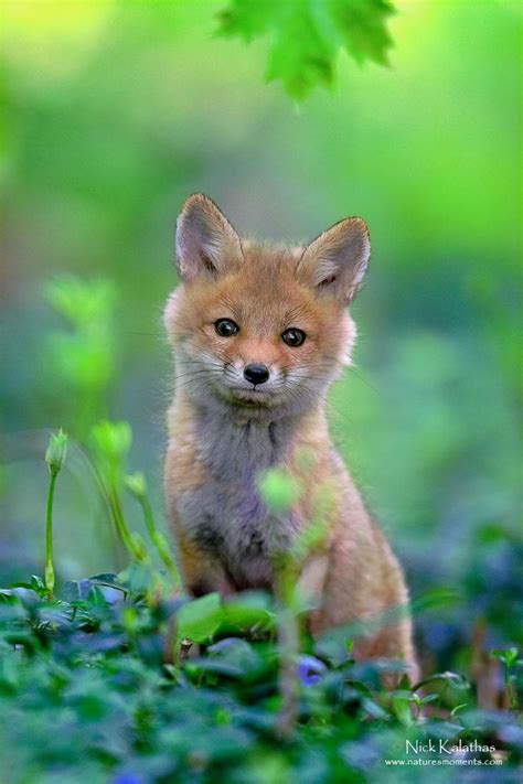 436 Best Foxes Wolves And Other Wild Dogs Images On