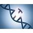 Successful Gene Editing To Reverse Deafness Scores Another Win For 