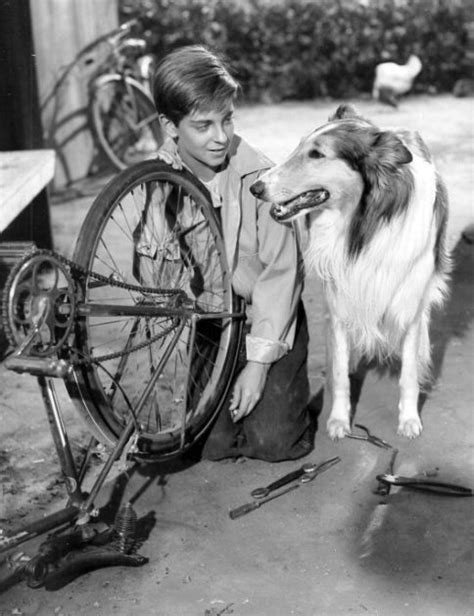 Dogs In History Pal The Wonder Dog Behind Lassie