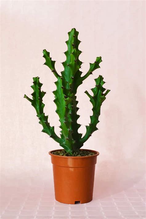Euphorbia Lactea Indoor Plants Plantshopme