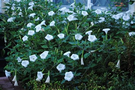 Growing Moonflower Vines In Your Garden All You Need To Know