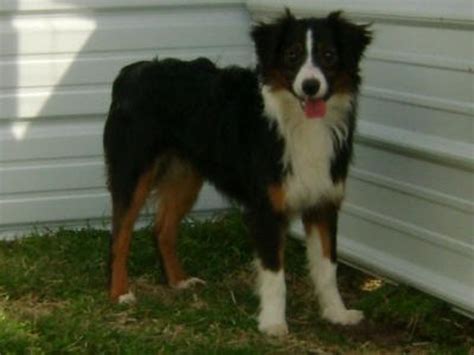 This mix will be smart, social, trainable, and athletic. Common Black Australian Shepherd Color Patterns | HubPages