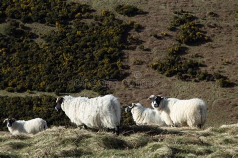 Scottish Mountain Blackface Highland Sheep Ewes Stock Image Image Of