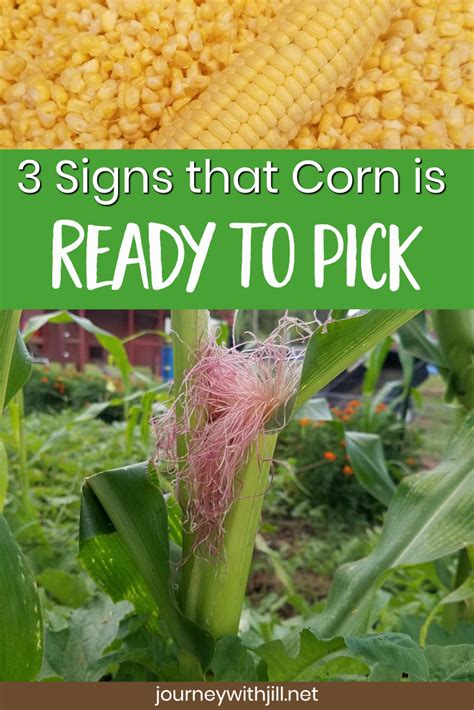 Top 10 How To Tell When Corn Is Ready To Be Picked