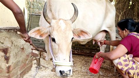 Proper Way To Milking Of Cow Milk Village Women In India Youtube