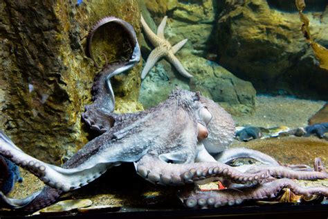 5 Fascinating Facts About The Giant Pacific Octopus Free The Ocean