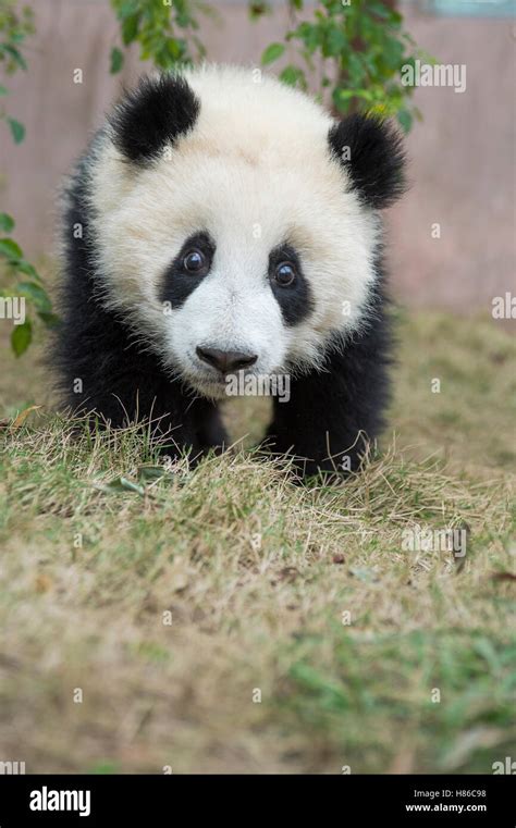 Giant Panda Ailuropoda Melanoleuca Eight Month Old Cub Chengdu