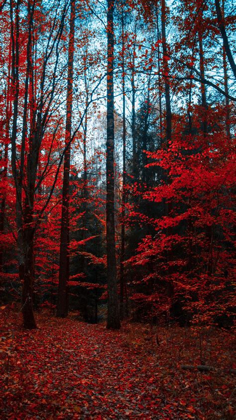 Download Wallpaper 1080x1920 Autumn Forest Trees Foliage Autumn
