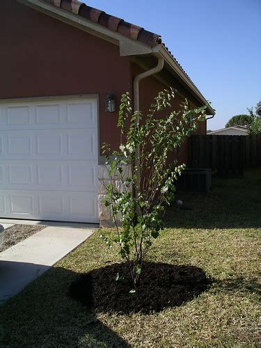 Most people never forget the first time they see a redbud tree in full bloom. Mexican Redbud | This is the tree we planted to replace ...