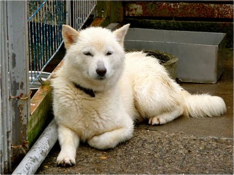Hokkaido Dog Characteristics Appearance And Pictures