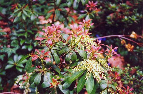 Japanese Pieris Pieris Japonica In Issaquah Seattle Bellevue Redmond