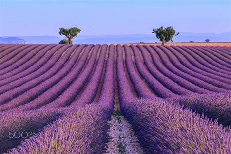 Lavender Field In The Summer France Lavender Fields Sunset Landscape
