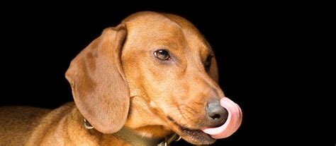 Why Do Dachshunds Lick So Much And How You Can Fix It