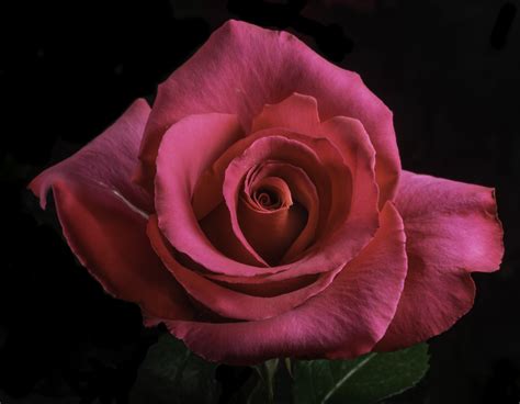 Reddish Pink Rose In The Light I Photographed This Beautif Flickr