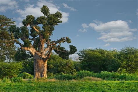 Senegal Landschaft Gitapplink