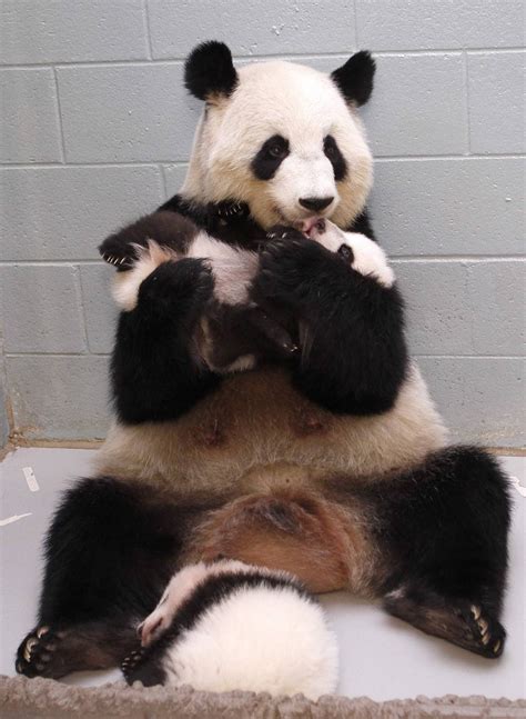 Est100 一些攝影some Photos Giant Panda Lun Lun Cub Mei Lun And Mei