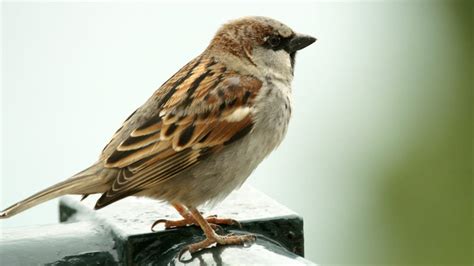House Sparrow Passer Domesticus Focusing On Wildlife