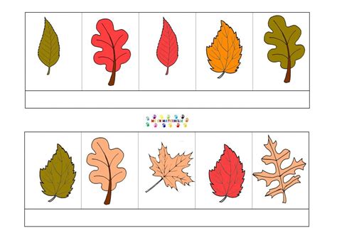 Tri Des Feuilles Dautomne Selon La Forme Et La Couleur Feuille