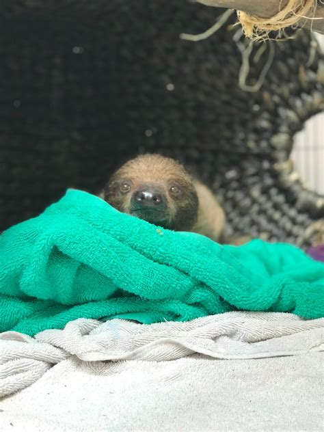 Baby Sloths Welcomed At Adventure Aquarium In Camden Nbc10 Philadelphia