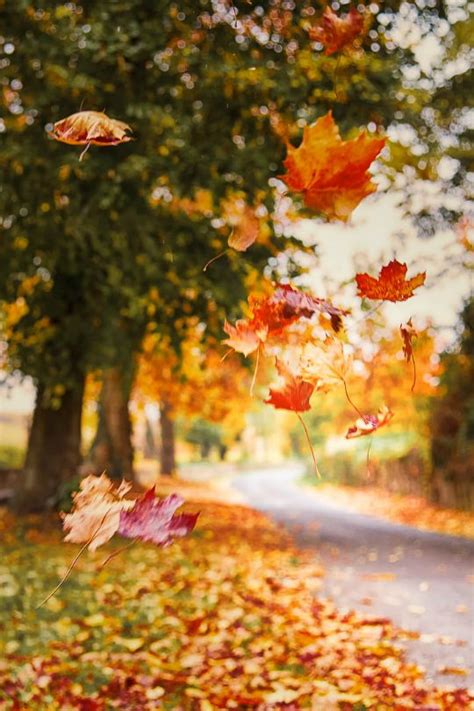 The Last Leaves Of Fall