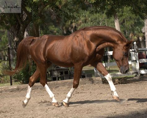 Arabian Stallion Harlequin Pr Is The Grand Son Of Int Ch Muscat On