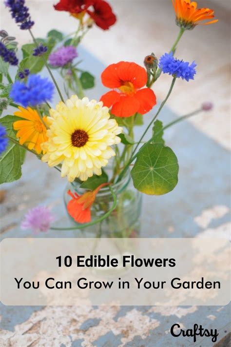 Growing Edible Flowers Top 10 Plants With Edible Flowers In 2022