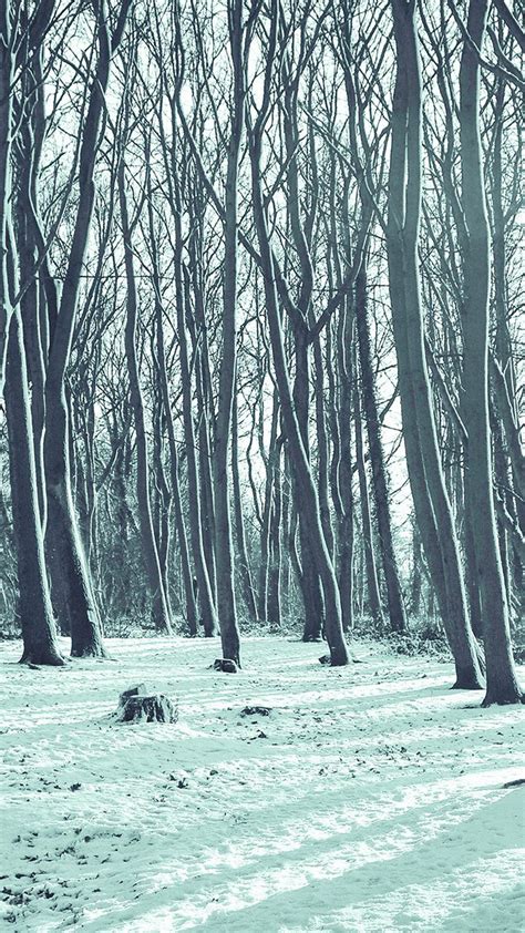 Winter Forest Wallpaper 62 Images