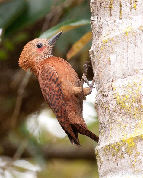 | meaning, pronunciation, translations and examples. Zul Ya - Birds of Peninsular Malaysia: Rufous Woodpecker