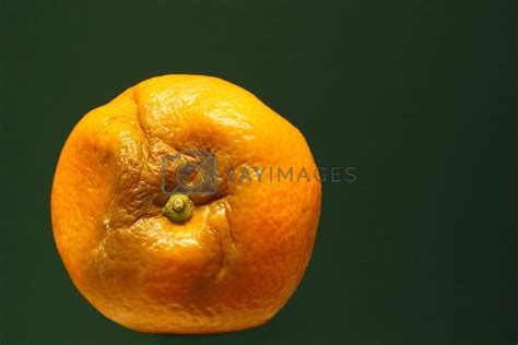 Rotten Orange By Leafy Vectors And Illustrations Free Download Yayimages