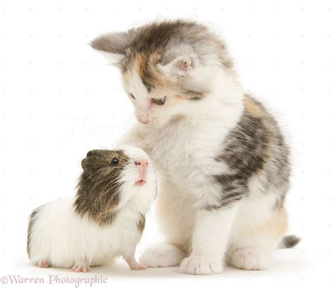 Cat And Guinea Pig Guinea Pig With Silver Tortoiseshell And White