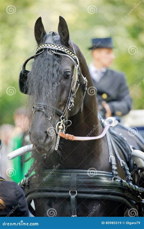 Black Friesian Horse Carriage Driving Harness Outdoor Stock Image