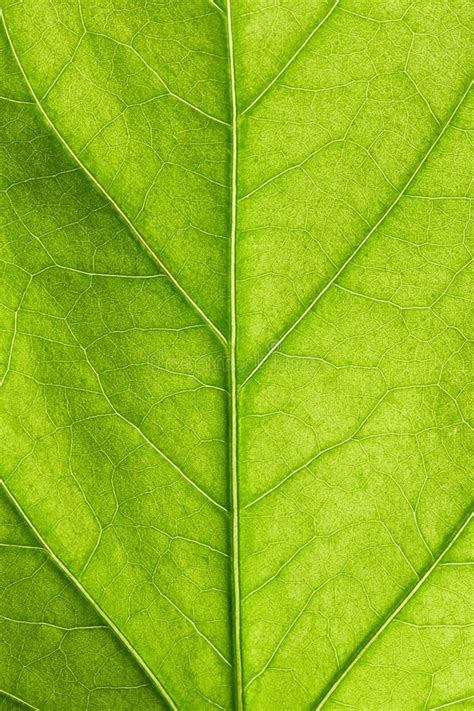 Stem With Few Green Leaves Stock Image Image Of Pattern 24585237