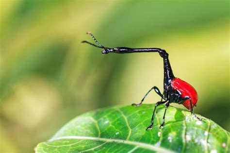 Los Insectos Más Raros Del Mundo Ejemplares únicos Y Espectaculares