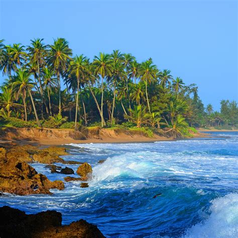 Download Wallpaper 2780x2780 Coast Sea Water Palm Trees Stones