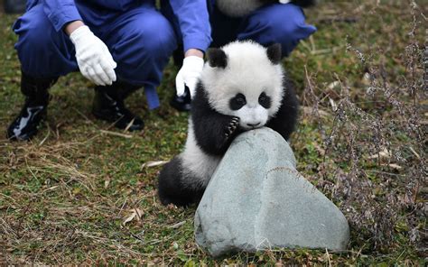 Multimedia Across China Chinas Panda Protection Bears Fruits Amid