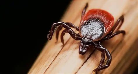 Lyme Disease Signs To Look Out For