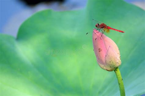 Red Dragonfly And Lotus Bud Stock Photo Image Of Life Wild 154921354