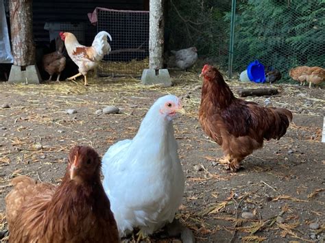 Our Bantam Cochins Backyard Chickens Learn How To Raise Chickens
