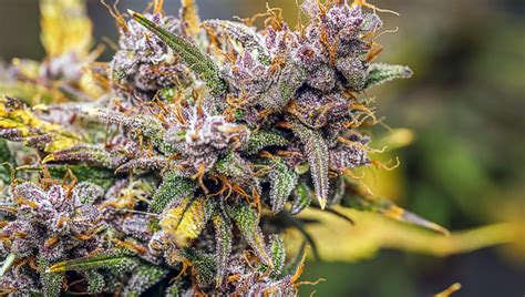 Cannabis Sativa Buds