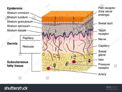 Studies have found that some dietary supplements may have some benefit such as melatonin for jet lag and others may have little or no. Skin Cross Section Labeled Stock Vector 24129712 ...