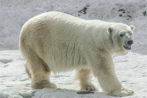 Premium Photo Polar Bear Ursus Maritimus