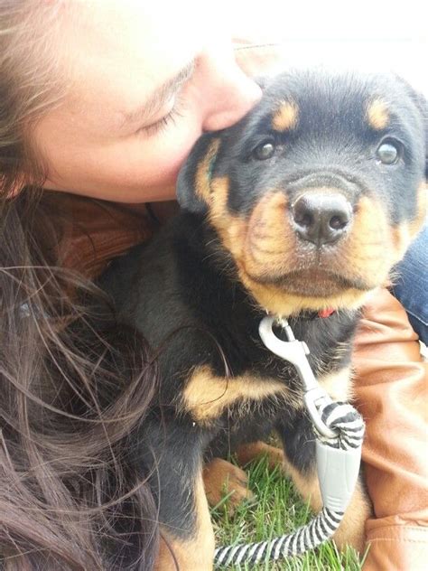 They need to be something which suits the dog and their personality, they need to be something which has a positive meaning for you and they need to be a name you can use daily. Rottweiler puppy named Rogue! | Rottweiler puppies, Rottweiler, German dog breeds