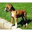 The Mini Boxer  A Loyal Friendly Hybrid Dog Breeders And