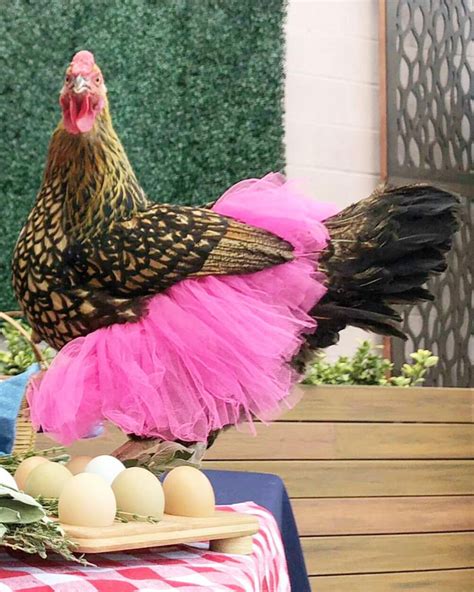 Chickens In Tutus Is A Thing And They Look Lovely 24 Pics Bored Panda
