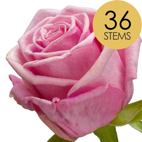 Send Pink Roses Fresh Rose Delivery Send Stunning Roses
