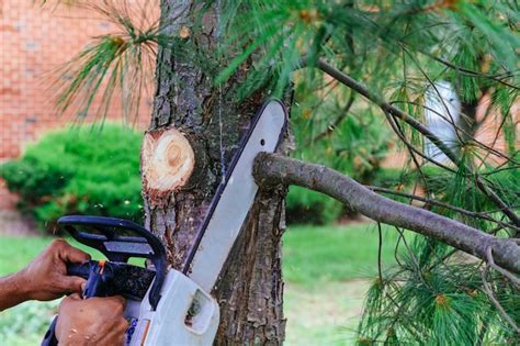 Profesional Es Cortar árboles Utilizando Una Motosierra Foto Premium
