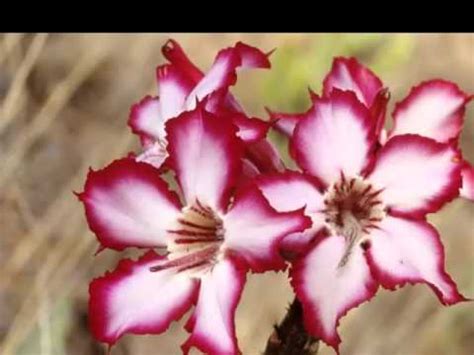 If you're fond of some of the flowers here might not have an exact purple shade and may have a mix of blue anemones come in colors like red, pink, white, magenta, purple, and blue. Red & White Flowers - The Color Red | Nice Beautiful ...