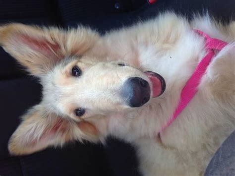 Purebred Rough Haired Collie Puppy For Adoption 16 Weeks