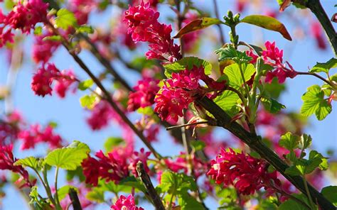 This tree is famous in india. 10 best fast-growing shrubs for instant garden impact