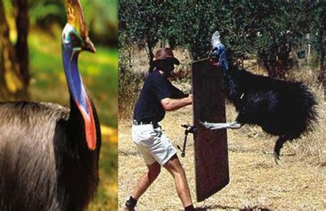 All Over The World Worlds Most Dangerous Bird Cassowaries